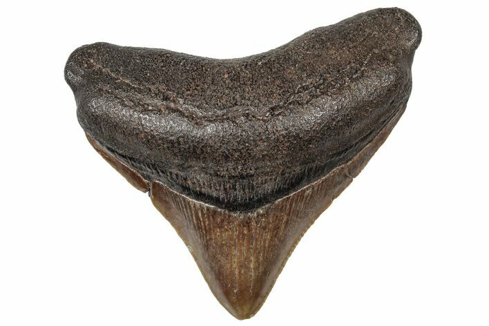 Serrated, Posterior Megalodon Tooth - North Carolina #321416